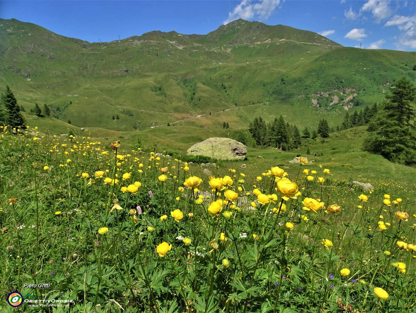 74 Trollius europaeus (Botton d'oro) e siamo ormai al piano del Lago di Valmora.JPG